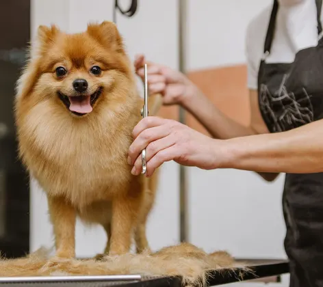 Pomeranian on a grooming table, smiling and getting a haircut by a Groomer. 